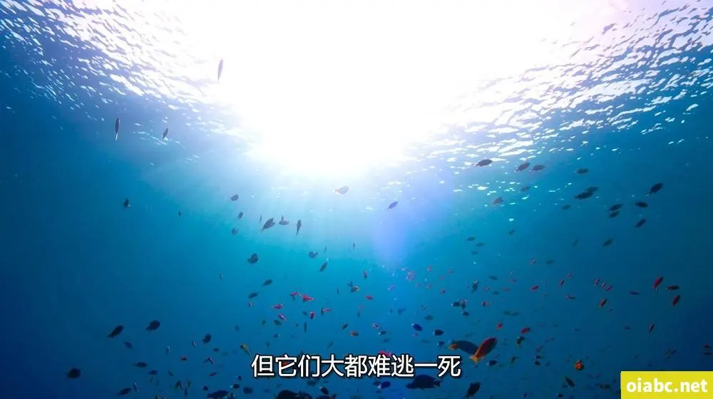 tiktok官网剧照3